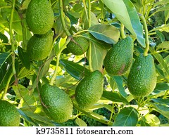 Ripe avocado fruits growing on tree as crop Ripe avocado fruits growing on tree as crop