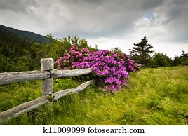 roan, berg, staat park, tranchiermesser, lücke, rhododendron, blume, blüten, natur, drau?en, mit, h?lzerner zaun roan, berg, staat park, tranchiermesser, lücke, rhododendron, blume, blüten, natur, drau?en, mit, h?lzerner zaun