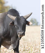 Rodeo Bull Rodeo Bull