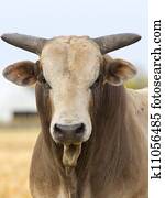Rodeo Bull Rodeo Bull