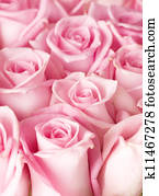 Roses Background Roses Background