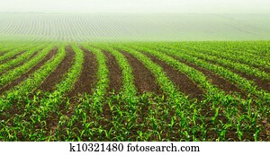 Rows of young corn plants Rows of young corn plants