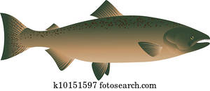 Salmon Fish Salmon Fish