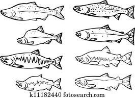 Salmon fishes Salmon fishes