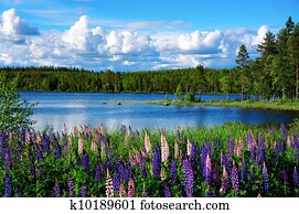 Scandinavian summer landscape Scandinavian summer landscape