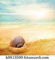 Sea shell on fine sand