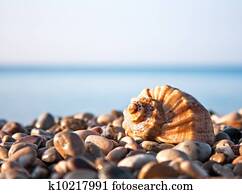 Sea shell with sea and blue sky