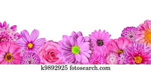 Selection of Various Pink White Flowers at Bottom Row Isolated Selection of Various Pink White Flowers at Bottom Row Isolated