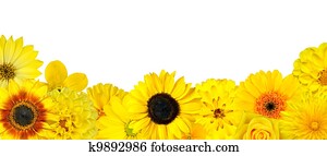 Selection of Yellow Flowers at Bottom Row Isolated