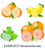 set of citrus orange lemon lime grapefruit illustration set of citrus orange lemon lime grapefruit illustration