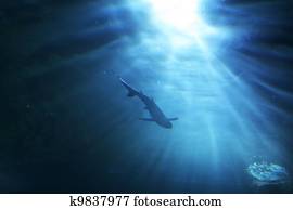 Shark Shark