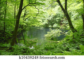 Shirakami-Sanchi(world heritage)