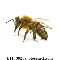 Single Bee Isolated 