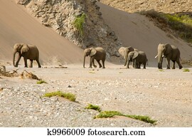 Skeleton Coast and elephants