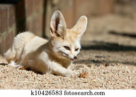 Fennec Fox Photos | Our Top 328 Fennec Fox Stock Images | Fotosearch