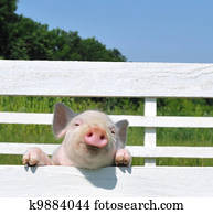 small pig small pig