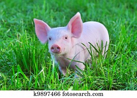 small pig small pig