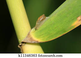 snails on the plants snails on the plants