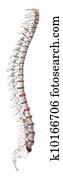 Spine lateral view Spine lateral view