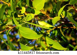 Stick insect Stick insect