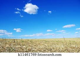 stubble, de, cornfield, em, portugal