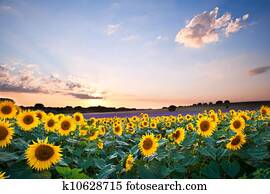 Sunflower Summer Sunset landscape with blue skies Sunflower Summer Sunset landscape with blue skies