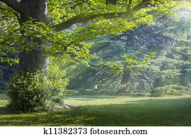 Sunny meadow Sunny meadow