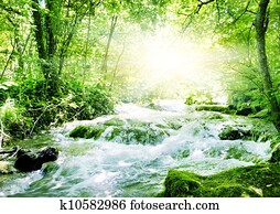 Sunshine in a forest Sunshine in a forest