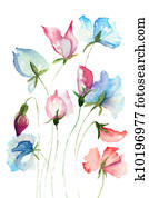 Sweet pea flowers Sweet pea flowers
