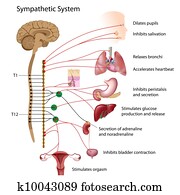 sympathetic, caminho, de, a, ANS