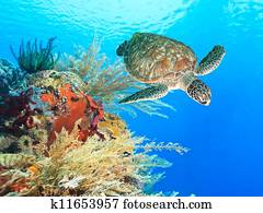 tartaruga, e, coral