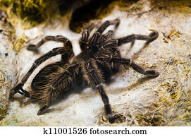 tarântula, aranha