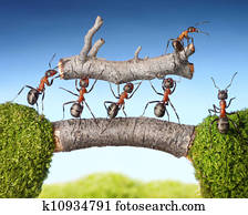 team of ants carry log on bridge, teamwork team of ants carry log on bridge, teamwork
