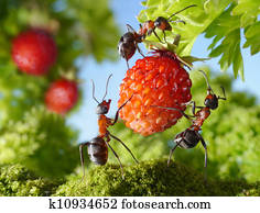 team of ants gathering strawberry, agriculture teamwork team of ants gathering strawberry, agriculture teamwork