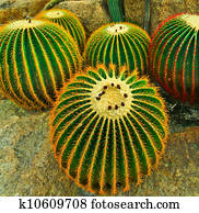 The cactus The cactus