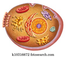 the cell the cell