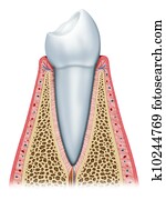 the healthy tooth the healthy tooth