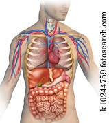 the human body the human body