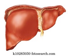 The human liver The human liver