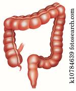 The large intestine The large intestine