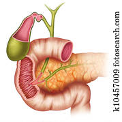 the pancreas the pancreas