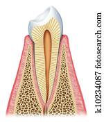 the tooth the tooth