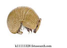 Armadillo Stock Images | Our Top 1000+ Armadillo Photos | Fotosearch