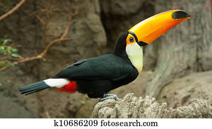 Toco Toucan