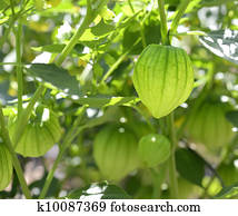 Tomatillos Tomatillos