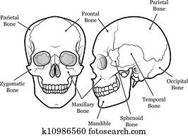 Iris Diagnose Tabelle Auge Aufreissen Clipart K23657291