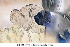 tulips drawing tulips drawing