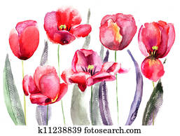 Tulips flowers Tulips flowers