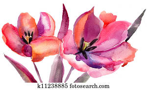 Tulips flowers, Watercolor painting Tulips flowers, Watercolor painting