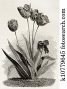 Tulips Tulips